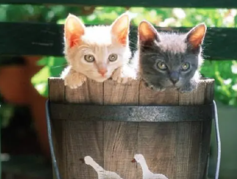 梦见猫咬我