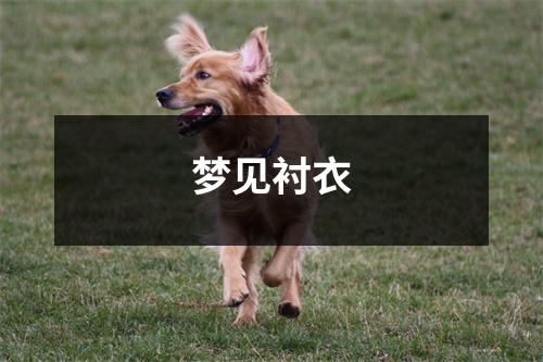<h3>梦见衬衣