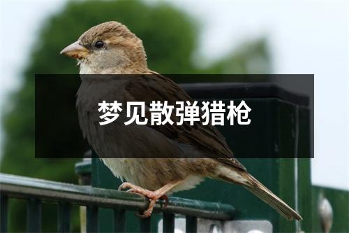 梦见散弹猎枪