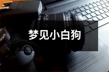 <h3>梦见小白狗