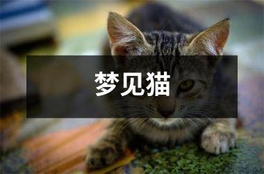 梦见猫