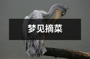 梦见摘菜