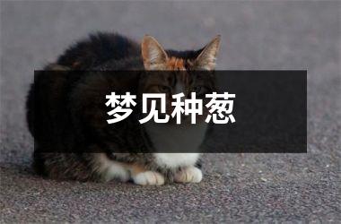 <h3>梦见种葱