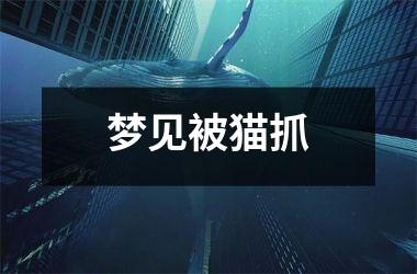 <h3>梦见被猫抓