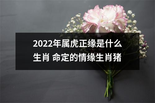 2022年属虎正缘是什么生肖命定的情缘生肖猪