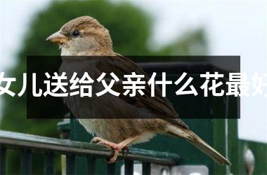 女儿送给父亲什么花最好