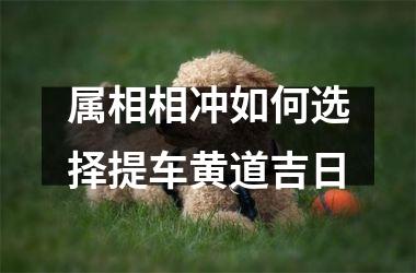 <h3>属相相冲如何选择提车黄道吉日
