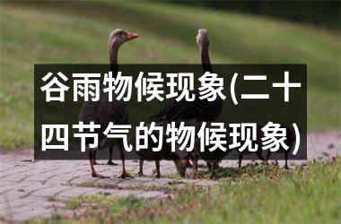 <h3>谷雨物候现象(二十四节气的物候现象)
