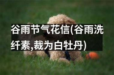 <h3>谷雨节气花信(谷雨洗纤素,裁为白牡丹)