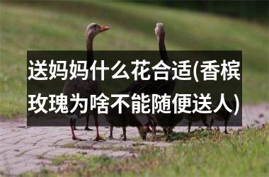 <h3>送妈妈什么花合适(香槟玫瑰为啥不能随便送人)