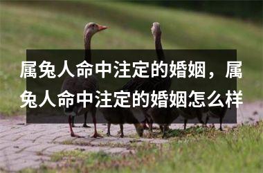 <h3>属兔人命中注定的婚姻，属兔人命中注定的婚姻怎么样