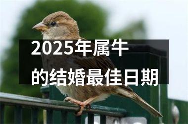<h3>2025年属牛的结婚最佳日期