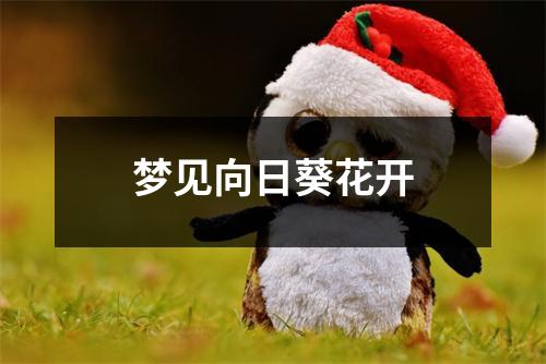 <h3>梦见向日葵花开