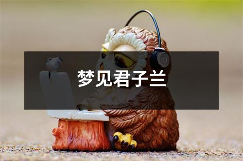 <h3>梦见君子兰