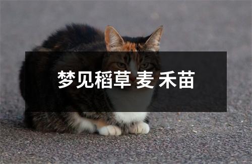 梦见稻草麦禾苗