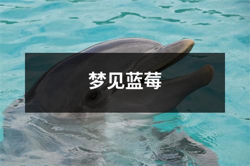 梦见蓝莓