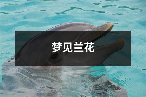 <h3>梦见兰花