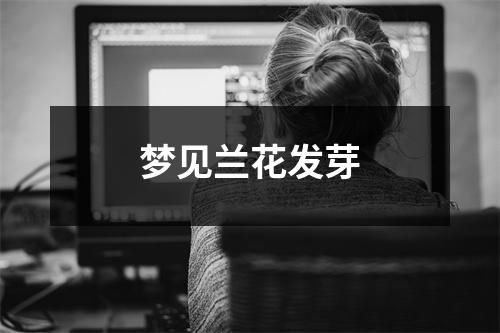 <h3>梦见兰花发芽