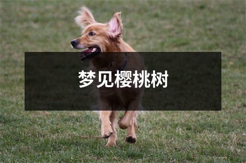 <h3>梦见樱桃树