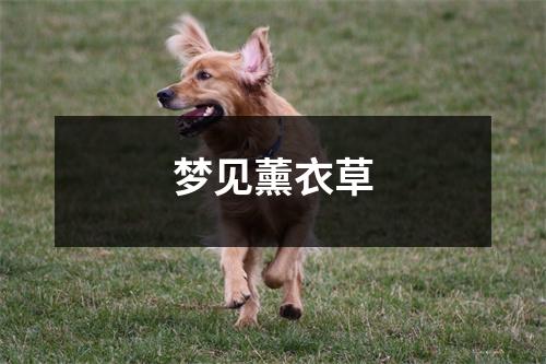<h3>梦见薰衣草