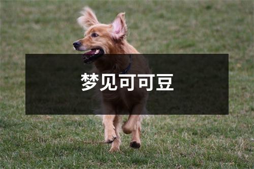 <h3>梦见可可豆