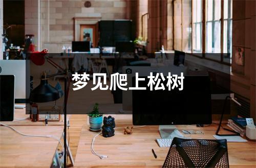 梦见爬上松树