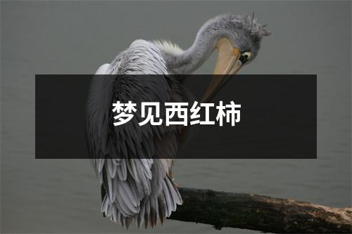 <h3>梦见西红柿