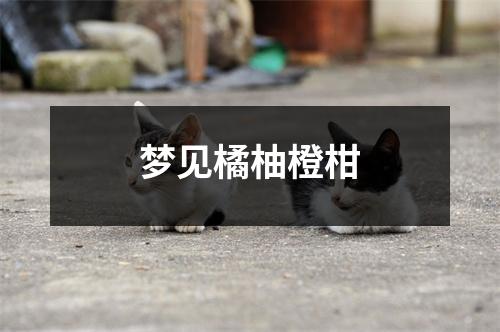 <h3>梦见橘柚橙柑