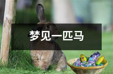 梦见一匹马