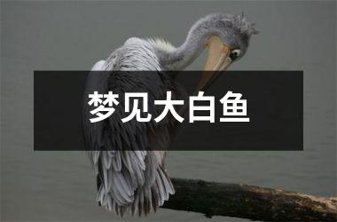<h3>梦见大白鱼