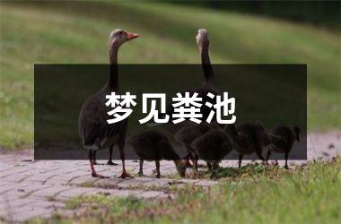 <h3>梦见粪池