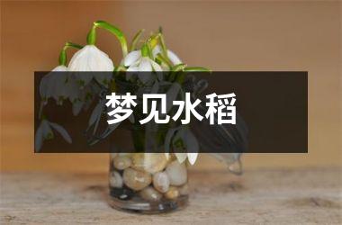 <h3>梦见水稻