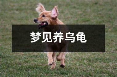 <h3>梦见养乌龟
