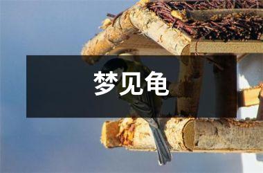 <h3>梦见龟