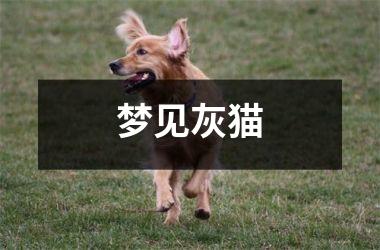 <h3>梦见灰猫