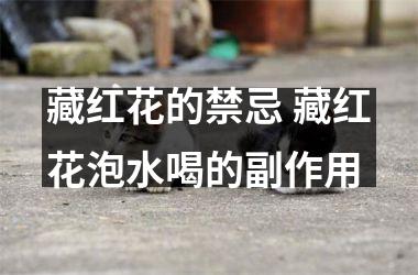 藏红花的禁忌 藏红花泡水喝的副作用