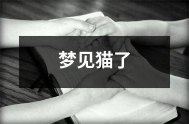 <h3>梦见猫了
