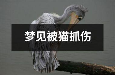 <h3>梦见被猫抓伤