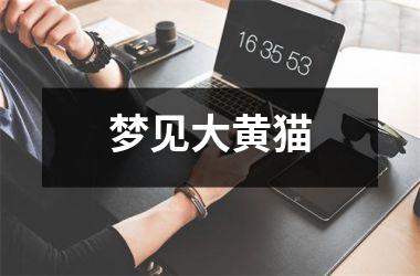 <h3>梦见大黄猫