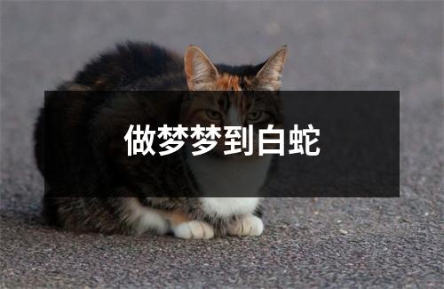<h3>做梦梦到白蛇