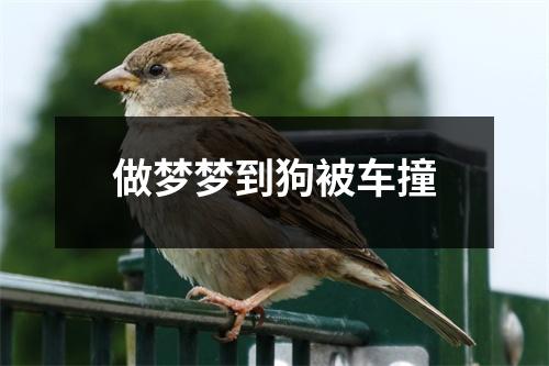 <h3>做梦梦到狗被车撞