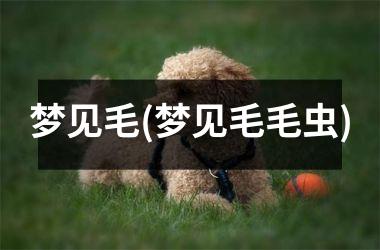 <h3>梦见毛(梦见毛毛虫)