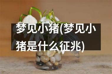 <h3>梦见小猪(梦见小猪是什么征兆)