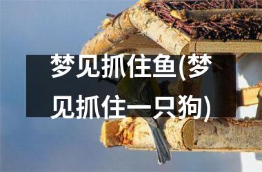 <h3>梦见抓住鱼(梦见抓住一只狗)