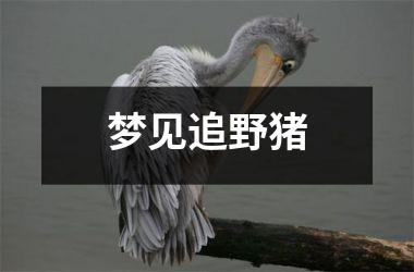 <h3>梦见追野猪