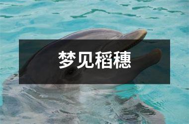 梦见稻穗