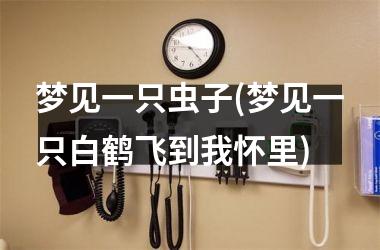 <h3>梦见一只虫子(梦见一只白鹤飞到我怀里)