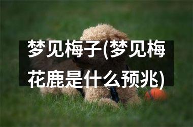 梦见梅子(梦见梅花鹿是什么预兆)