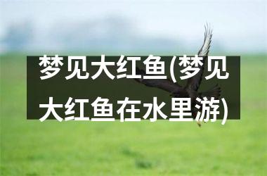 <h3>梦见大红鱼(梦见大红鱼在水里游)