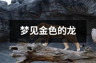 <h3>梦见金色的龙